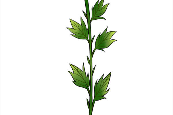 �ϲݵĹ�Ч������ �ϲ�����Щ��Ч